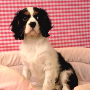 Cavalier King Charles Epagneul