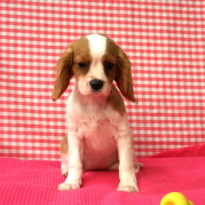 Cavalier King Charles Epagneul