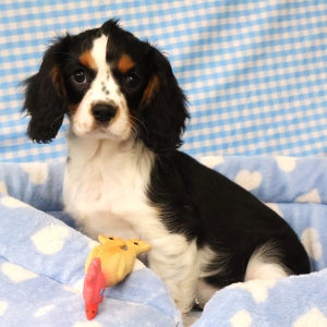 Cavalier King Charles Epagneul