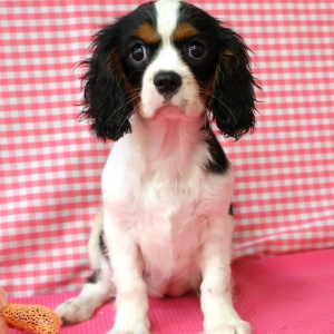 Cavalier King Charles Epagneul
