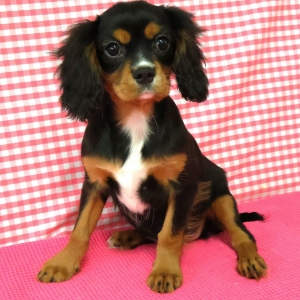 Cavalier King Charles Epagneul