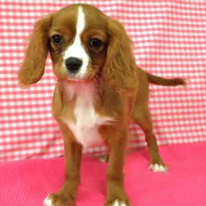 Cavalier King Charles Epagneul