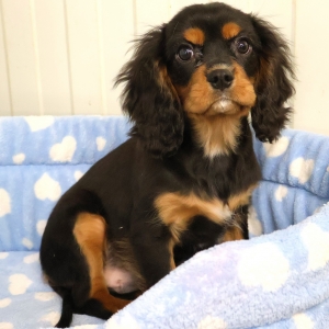 Cavalier King Charles Epagneul
