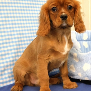 Cavalier King Charles Epagneul