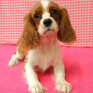Cavalier King Charles Epagneul