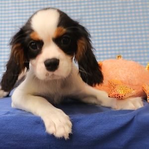 Cavalier King Charles Epagneul