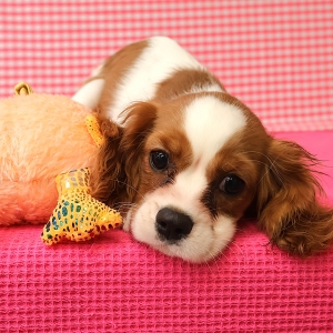 Cavalier King Charles Epagneul