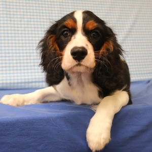 Cavalier King Charles Epagneul