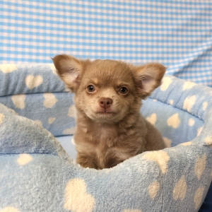 Chihuahua