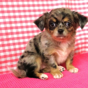 Chihuahua