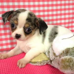 Chihuahua