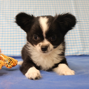 Chihuahua