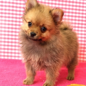 Spitz/Spitz Nain/Loulou de Pom&eacute;ranie