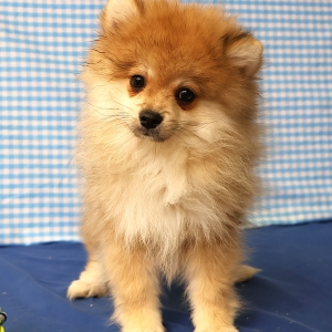 Spitz/Spitz Nain/Loulou de Pom&eacute;ranie