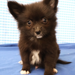 Spitz/Spitz Nain/Loulou de Pom&eacute;ranie
