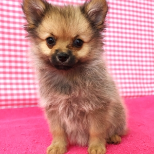 Spitz/Spitz Nain/Loulou de Pom&eacute;ranie