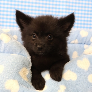 Spitz/Spitz Nain/Loulou de Pom&eacute;ranie