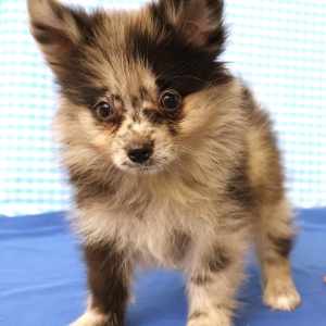 Spitz/Spitz Nain/Loulou de Pom&eacute;ranie