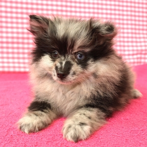 Spitz/Spitz Nain/Loulou de Pom&eacute;ranie