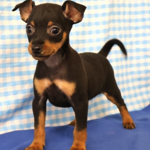 Pinscher Nain