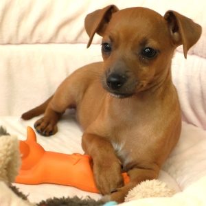 Pinscher Nain