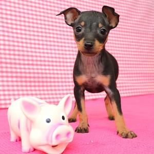 Pinscher Nain