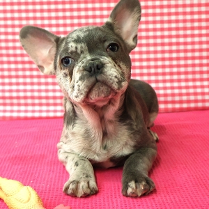 Bouledogue Fran&ccedil;ais
