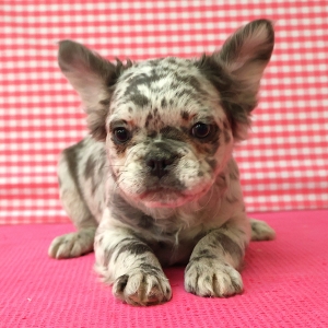 Bouledogue Fran&ccedil;ais