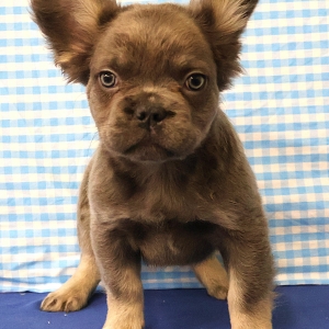 Bouledogue Fran&ccedil;ais