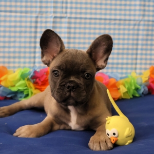 Bouledogue Fran&ccedil;ais