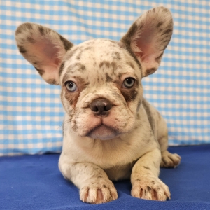 Bouledogue Fran&ccedil;ais