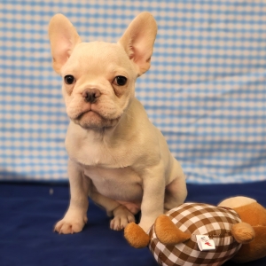 Bouledogue Fran&ccedil;ais