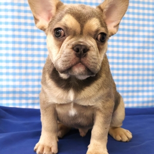 Bouledogue Fran&ccedil;ais