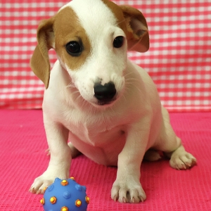 Jack Russell