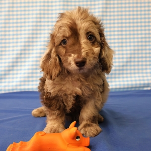 Adorables chiots crois&eacute;s