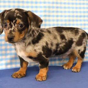 Adorables chiots crois&eacute;s