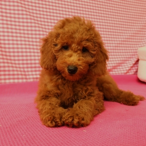 Adorables chiots crois&eacute;s
