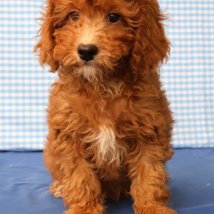 Adorables chiots crois&eacute;s