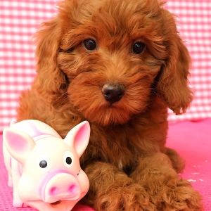 Adorables chiots crois&eacute;s