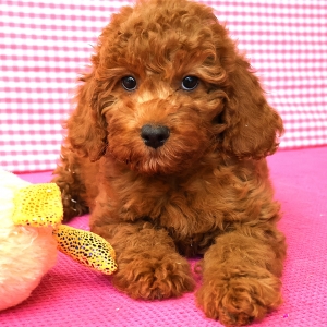 Adorables chiots crois&eacute;s