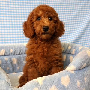 Adorables chiots crois&eacute;s