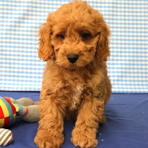 Adorables chiots crois&eacute;s