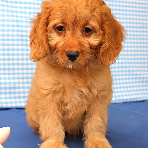 Adorables chiots crois&eacute;s