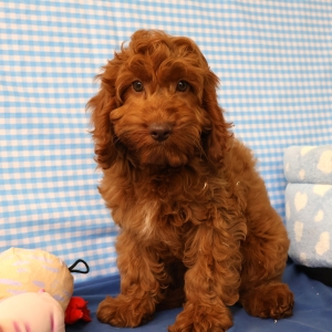 Adorables chiots crois&eacute;s