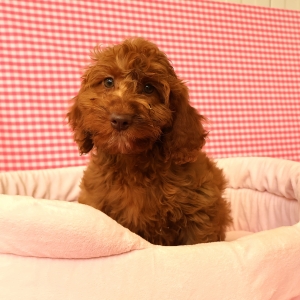 Adorables chiots crois&eacute;s