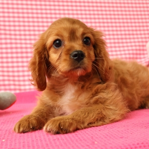 Adorables chiots crois&eacute;s