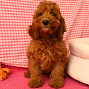 Adorables chiots crois&eacute;s