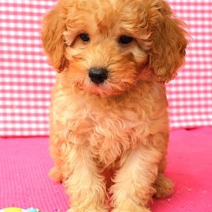 Adorables chiots crois&eacute;s