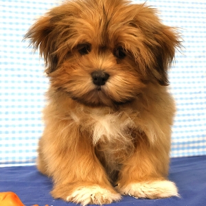 Lhasa Apso