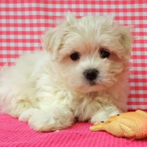 Bichon Maltais